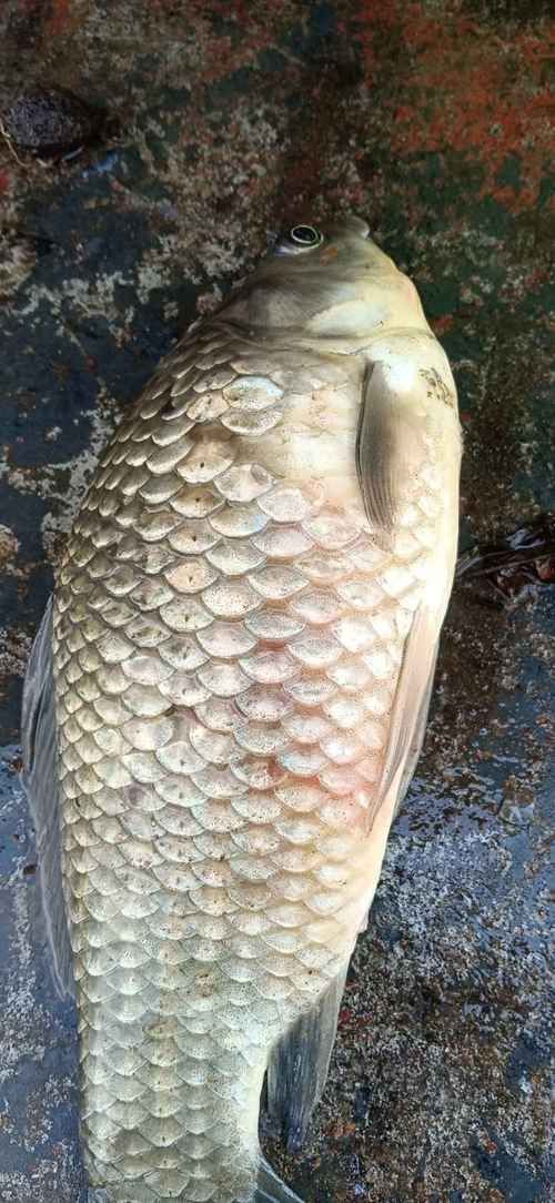 魚豎鱗病圖片，如何判斷魚豎鱗病？