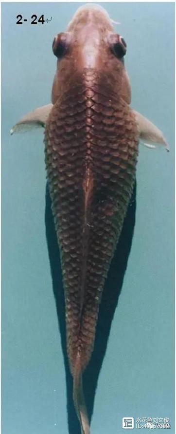 魚豎鱗病圖片，如何判斷魚豎鱗病？