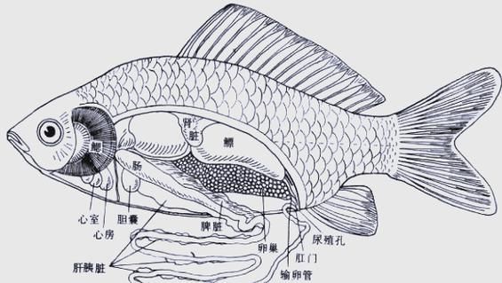 如何判斷魚類是否患失鰾癥，如何判斷魚類失鰾癥