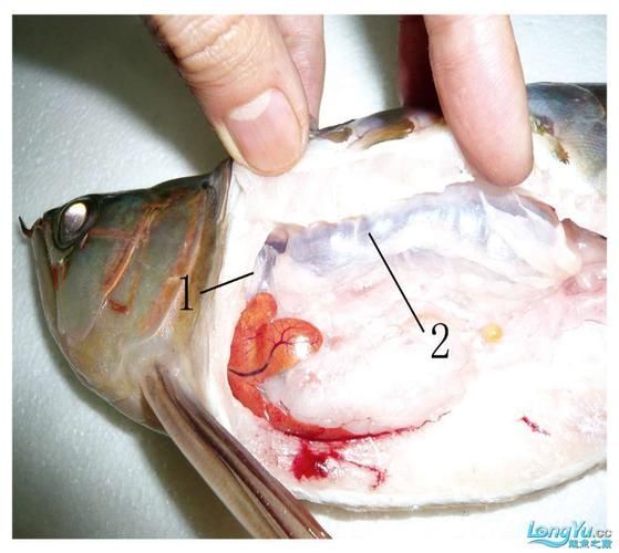 如何判斷魚類是否患失鰾癥，如何判斷魚類失鰾癥