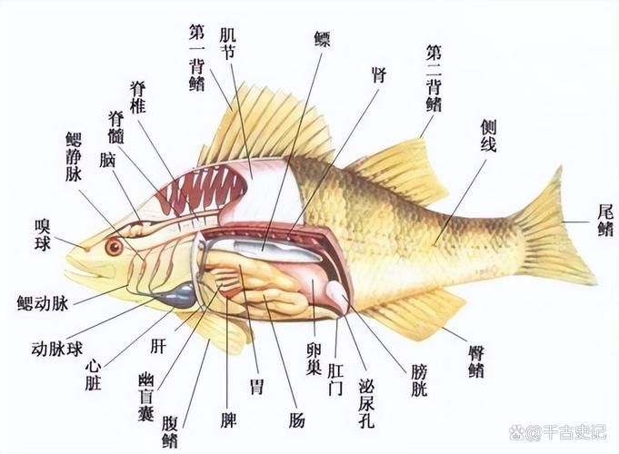 如何判斷魚類是否患失鰾癥，如何判斷魚類失鰾癥