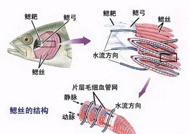 如何判斷魚類是否患失鰾癥，如何判斷魚類失鰾癥