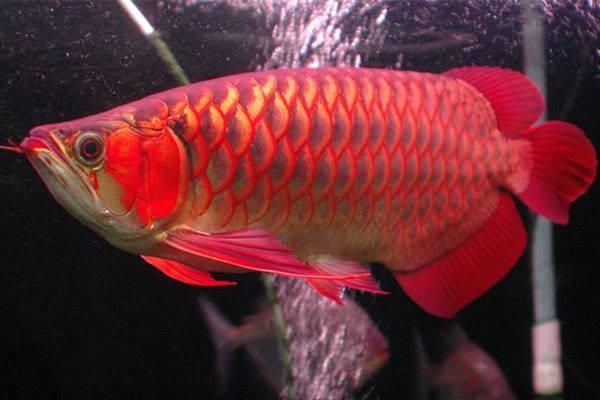 如何鑒別武威龍魚的品質(zhì)，武威龍魚的品質(zhì)是一個(gè)重要的過程