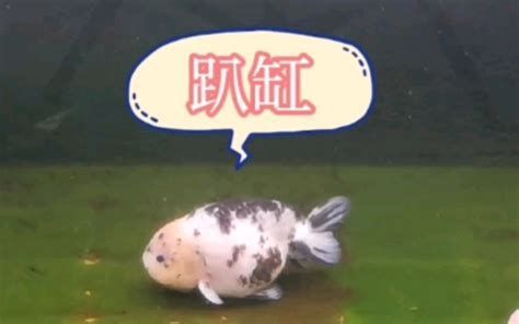 金龍魚趴缸時需要喂食嗎？，金龍魚趴缸時是否需要喂食，關鍵在于判斷“趴缸”的根本原因
