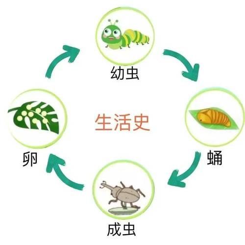如何科學投喂面包蟲和紅蟲，科學投喂面包蟲和紅蟲的科學投喂面包蟲和紅蟲的科學投喂方法