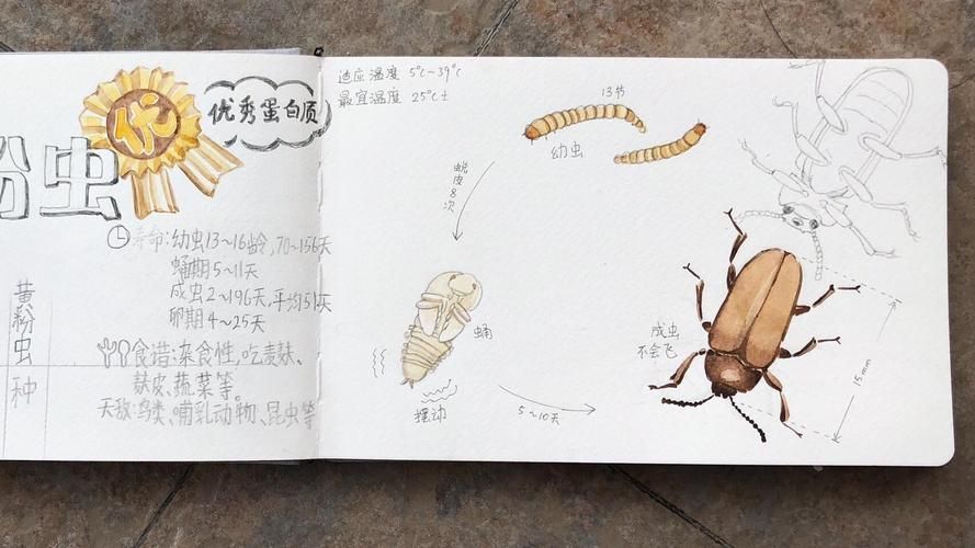 如何科學投喂面包蟲和紅蟲，科學投喂面包蟲和紅蟲的科學投喂面包蟲和紅蟲的科學投喂方法