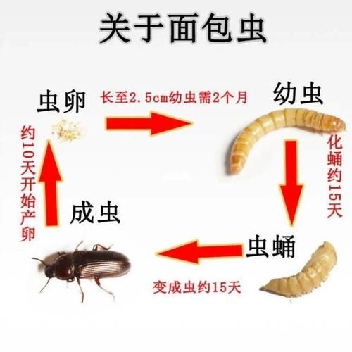 如何科學投喂面包蟲和紅蟲，科學投喂面包蟲和紅蟲的科學投喂面包蟲和紅蟲的科學投喂方法