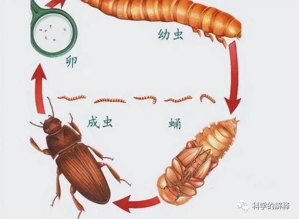 如何科學投喂面包蟲和紅蟲，科學投喂面包蟲和紅蟲的科學投喂面包蟲和紅蟲的科學投喂方法