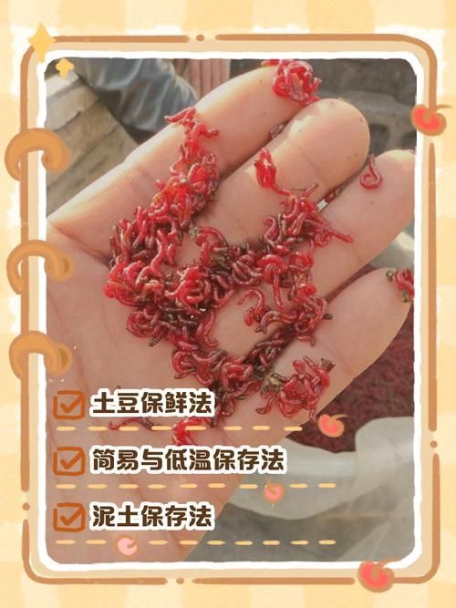 如何科學投喂面包蟲和紅蟲，科學投喂面包蟲和紅蟲的科學投喂面包蟲和紅蟲的科學投喂方法