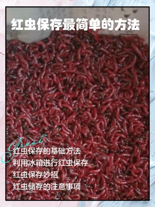 如何科學投喂面包蟲和紅蟲，科學投喂面包蟲和紅蟲的科學投喂面包蟲和紅蟲的科學投喂方法
