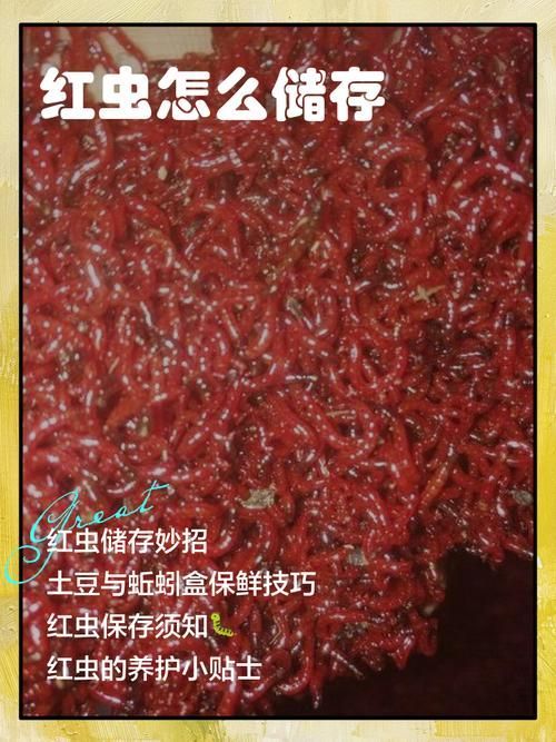 如何科學投喂面包蟲和紅蟲，科學投喂面包蟲和紅蟲的科學投喂面包蟲和紅蟲的科學投喂方法