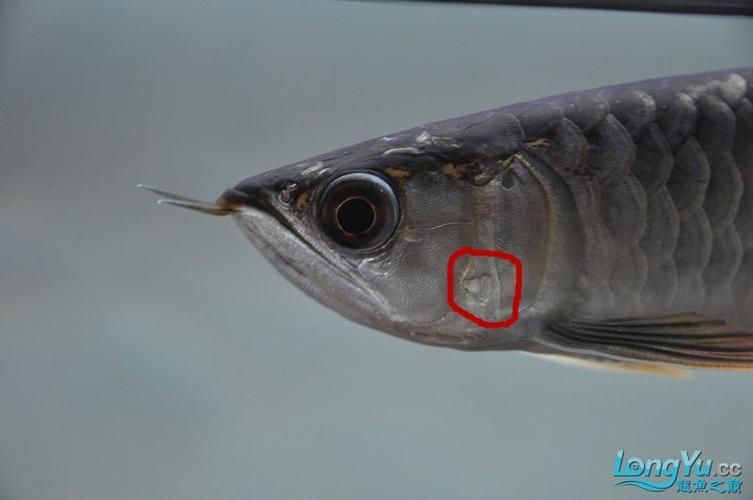 龍魚鰓蓋爛了最簡(jiǎn)單三個(gè)征兆，龍魚竭與死亡的三個(gè)早期征兆