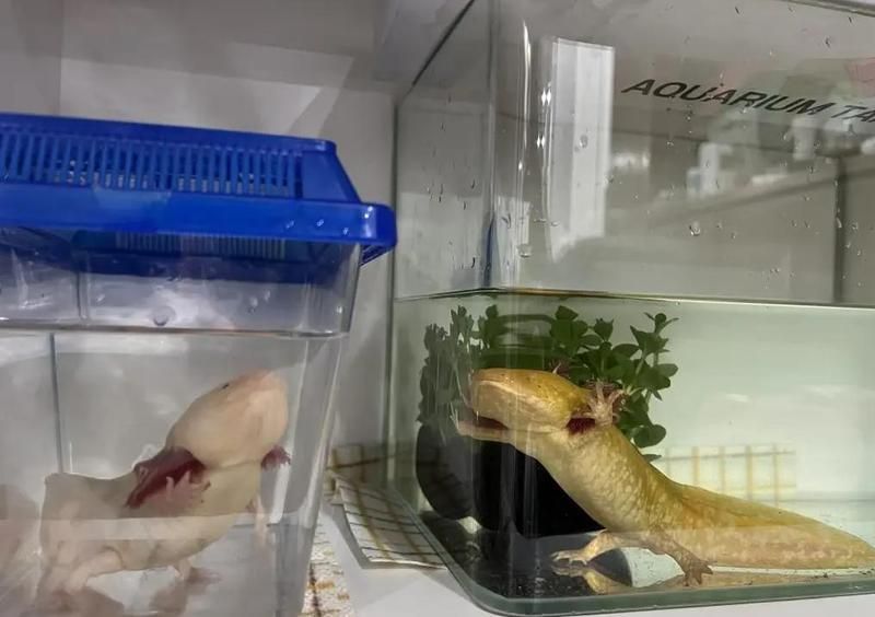 推薦一些適合與六角恐龍魚混養的魚種