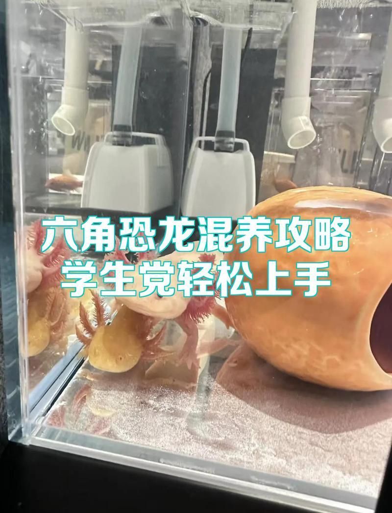 推薦一些適合與六角恐龍魚混養的魚種