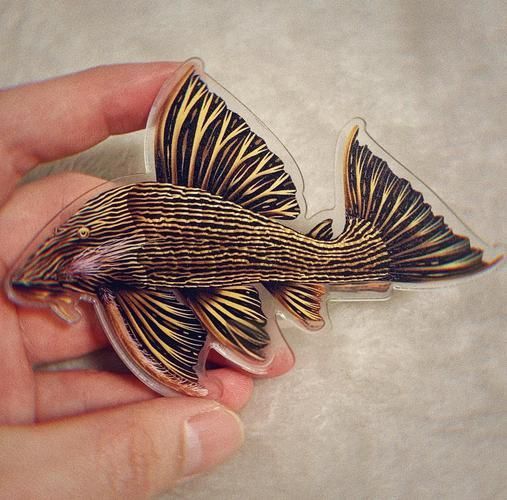 祥龍魚場提供哪些類型的皇冠豹