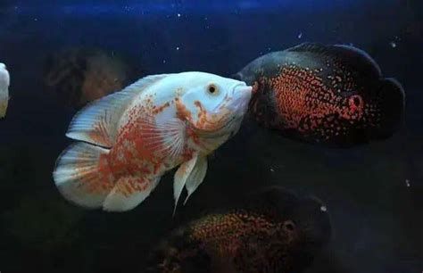 龍魚體表細(xì)菌感染圖解，關(guān)于龍魚體表細(xì)菌感染的詳細(xì)圖解與防治指南