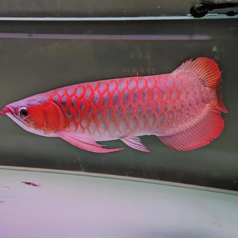 有沒有<strong><mark>泗水</mark></strong>龍魚的圖片庫可以參考，<strong><mark>泗水</mark></strong>龍魚圖片庫