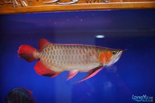 有沒有泗水龍魚的圖片庫可以參考，泗水龍魚圖片庫