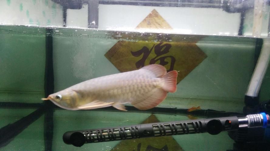 有沒有泗水龍魚的圖片庫可以參考，泗水龍魚圖片庫