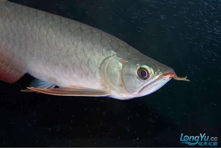 有沒有泗水龍魚的圖片庫可以參考，泗水龍魚圖片庫