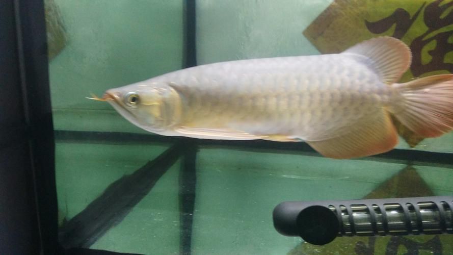 有沒有泗水龍魚的圖片庫可以參考，泗水龍魚圖片庫