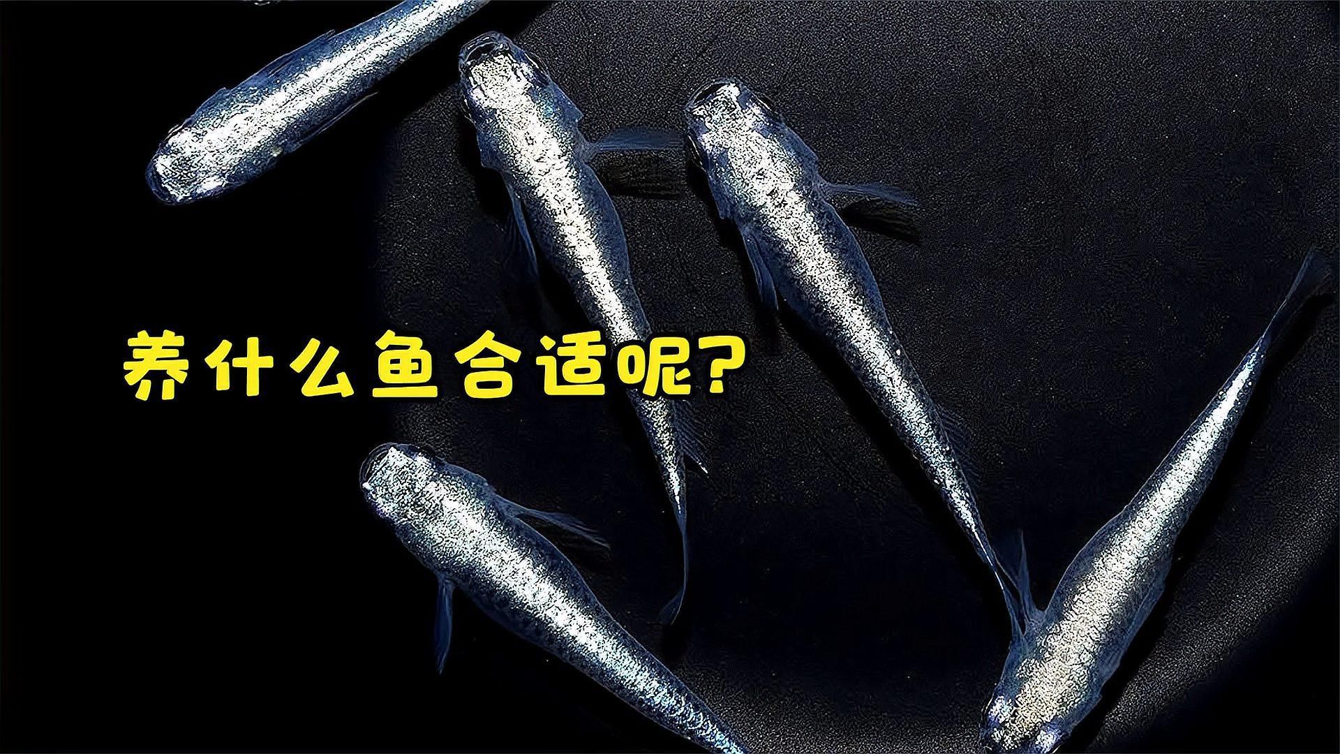 如何選擇適合共養的魚種，共養魚種的選擇