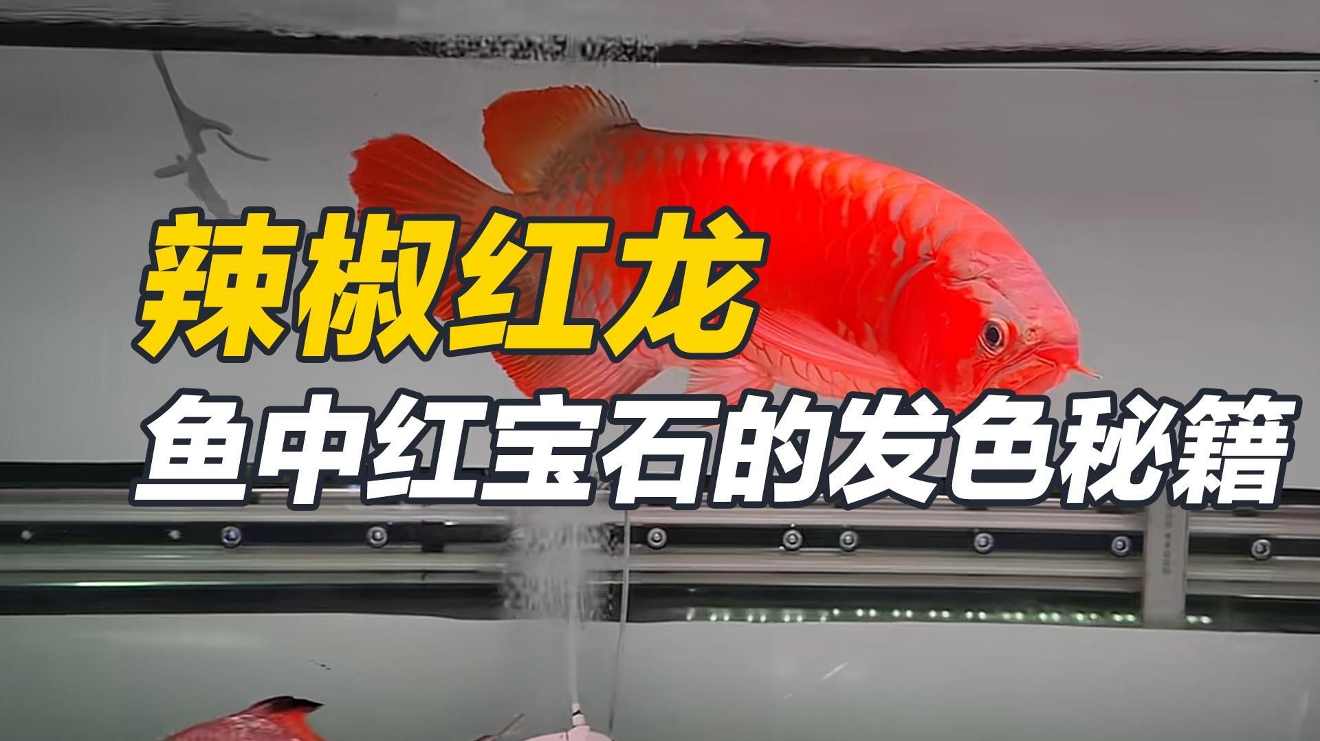 有哪些著名的龍魚血統品種，龍魚百科-過背金龍の定義