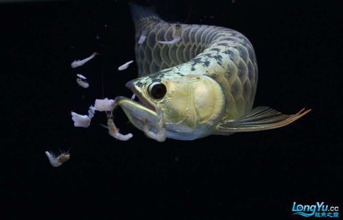 如何判斷龍魚是否適合吃活魚？，如何判斷龍魚是否適合吃活魚