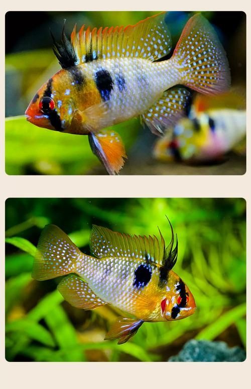 龍魚和鳳魚的市場價格是多少？，養魚日記祝大家年年有魚魚龍魚全民小視頻龍魚價格揭秘