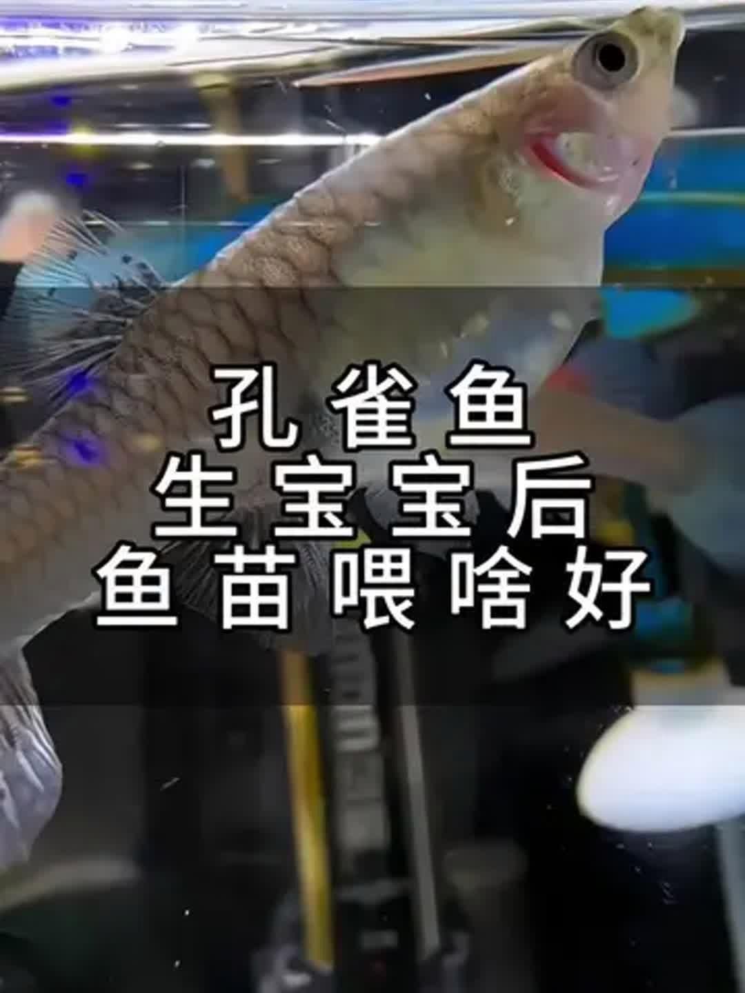 孔雀魚幼魚的最佳飼料是什么，孔雀魚幼魚喂養時間表