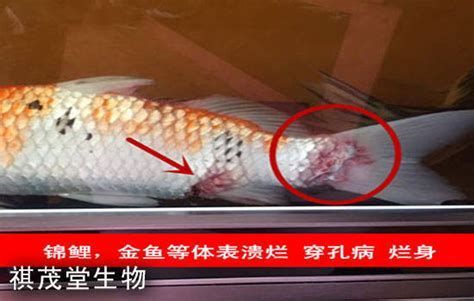 金龍魚魚尾爛了什么原因，金龍魚爛尾的原因及應(yīng)對(duì)措施