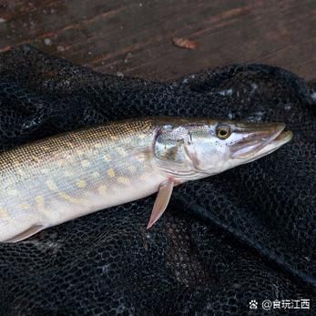 江口龍魚有哪些功效，關(guān)于江口龍魚