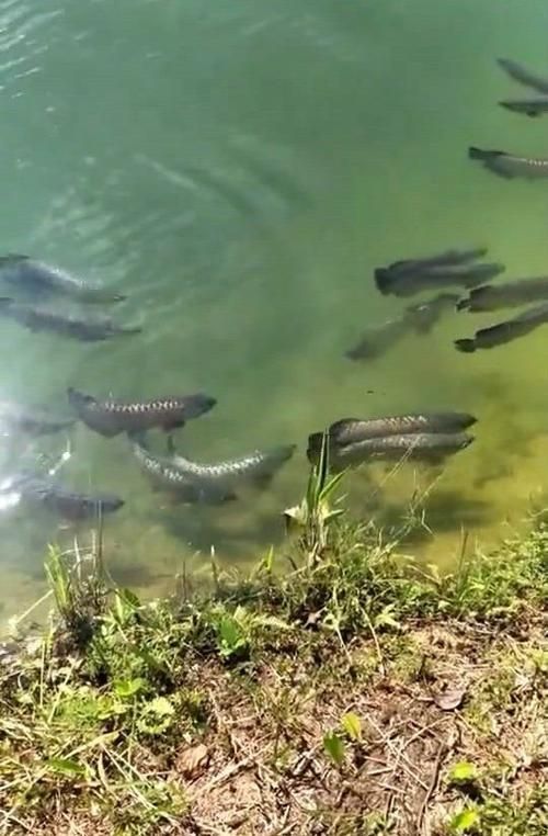 江口龍魚有哪些功效，關(guān)于江口龍魚