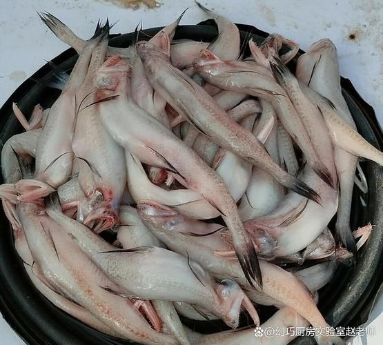 江口龍魚有哪些功效，關(guān)于江口龍魚