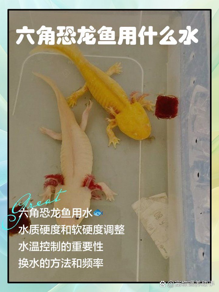 六角恐龍魚夏天會熱死嗎，六角恐龍魚夏天會熱死嗎六角恐龍魚夏天會熱死嗎