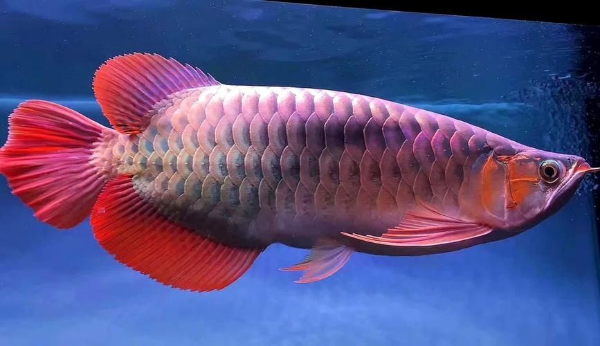 赫舞紅龍魚的價格范圍是多少？，赫舞紅龍魚價格