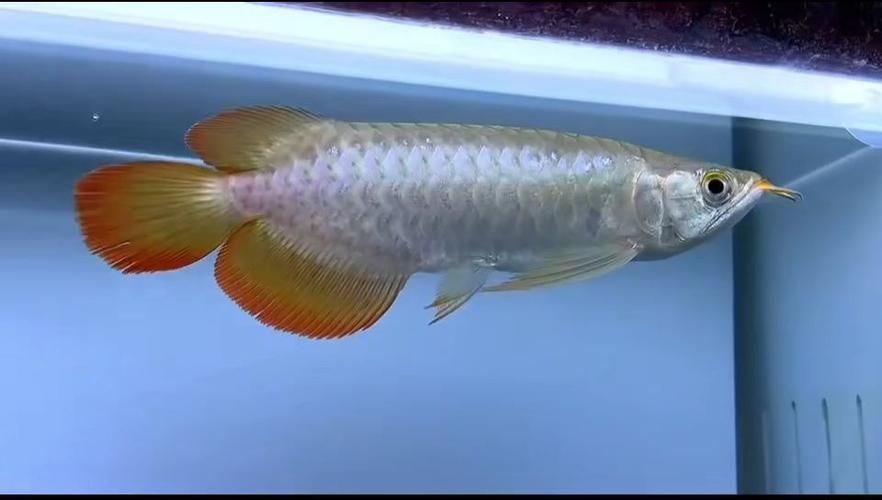 赫舞紅龍魚的價格范圍是多少？，赫舞紅龍魚價格