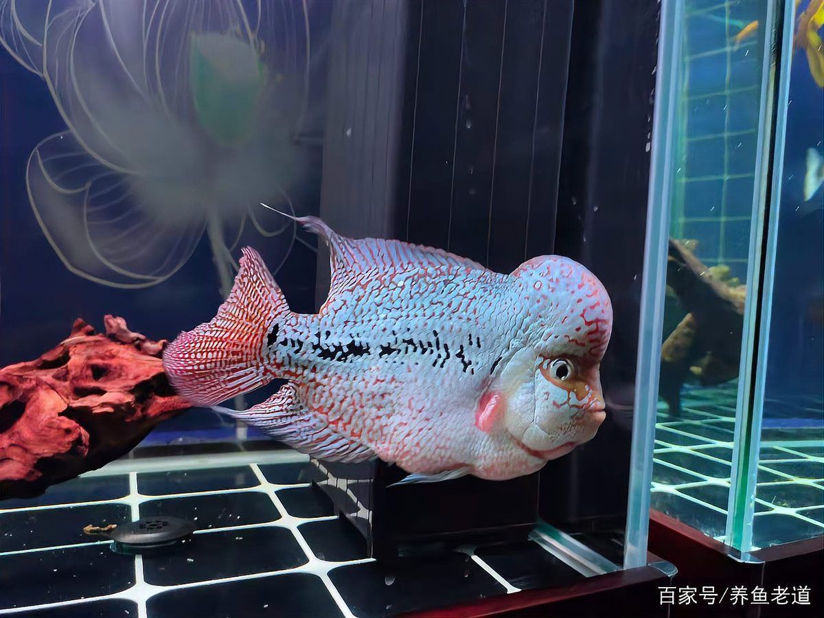 如何維持青龍魚水溫穩定，如何維持青龍魚的水溫穩定
