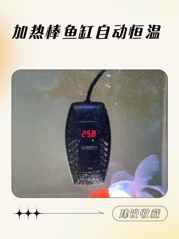 如何維持青龍魚水溫穩定，如何維持青龍魚的水溫穩定