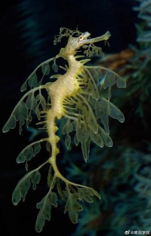 海龍魚和紅腹海龍魚有何區(qū)別，尖海龍魚vs紅腹海龍魚（syngnathidae）對比分析