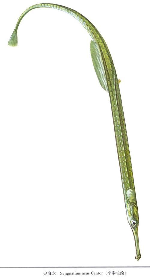 海龍魚和紅腹海龍魚有何區(qū)別，尖海龍魚vs紅腹海龍魚（syngnathidae）對比分析