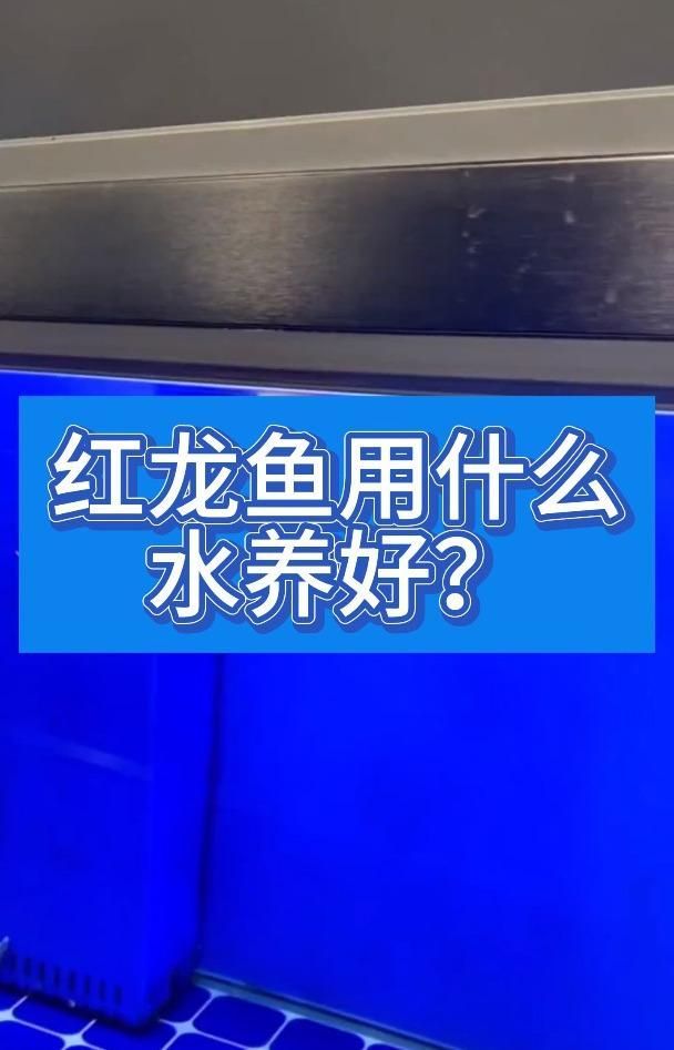 紅龍趴缸的環境要求，紅龍趴缸的基本要求