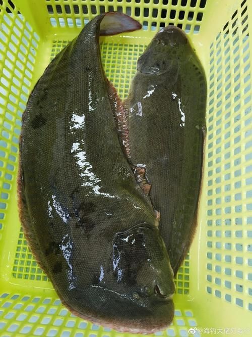 龍利魚和龍魚哪個更稀有，龍利魚與龍利魚的稀有性對比詳解龍利魚和龍魚哪個更稀有