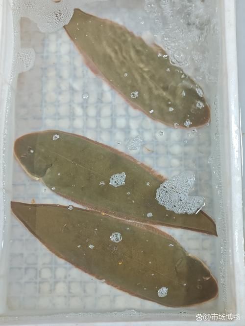 龍利魚和龍魚哪個更稀有，龍利魚與龍利魚的稀有性對比詳解龍利魚和龍魚哪個更稀有