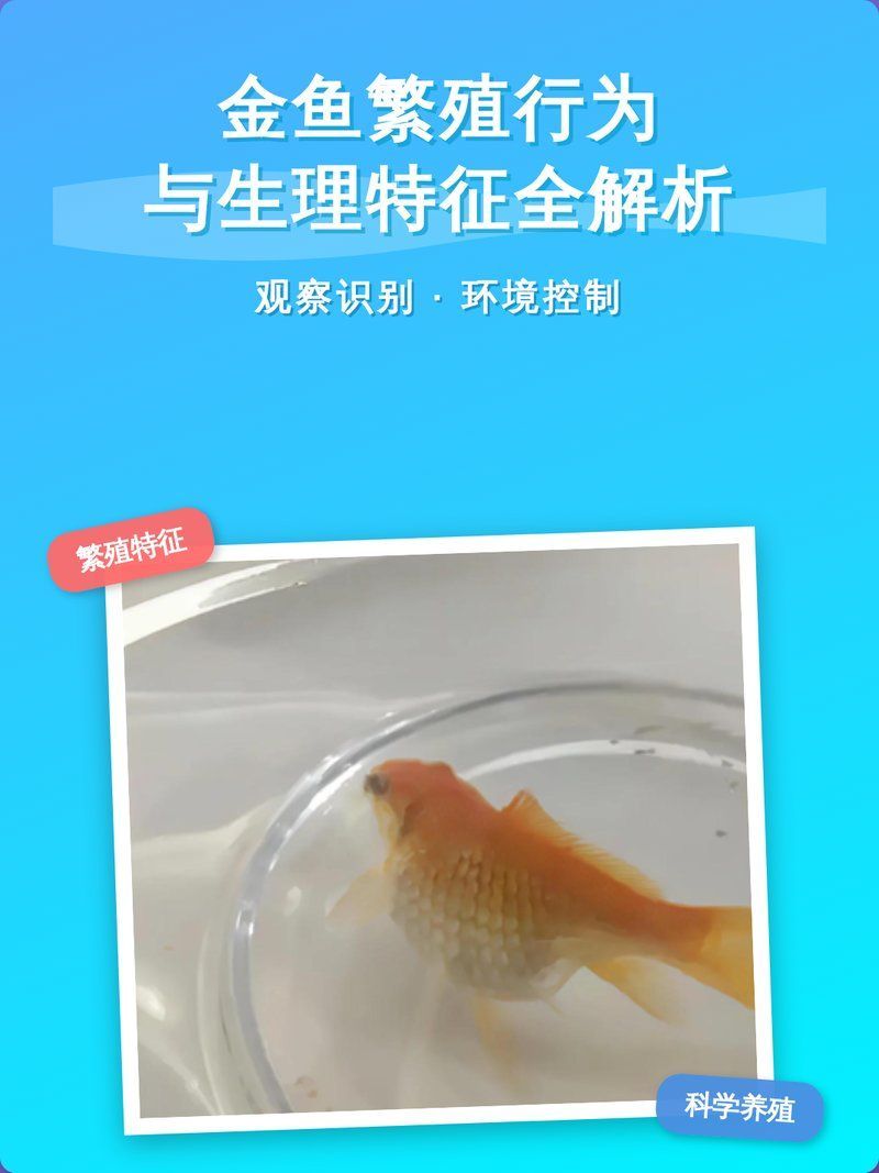 如何判斷母魚是否處于繁殖期，如何判斷魚是否處于繁殖期