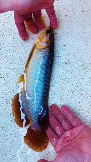 如何鑒別真假頂級龍魚，如何鑒別頂級龍魚