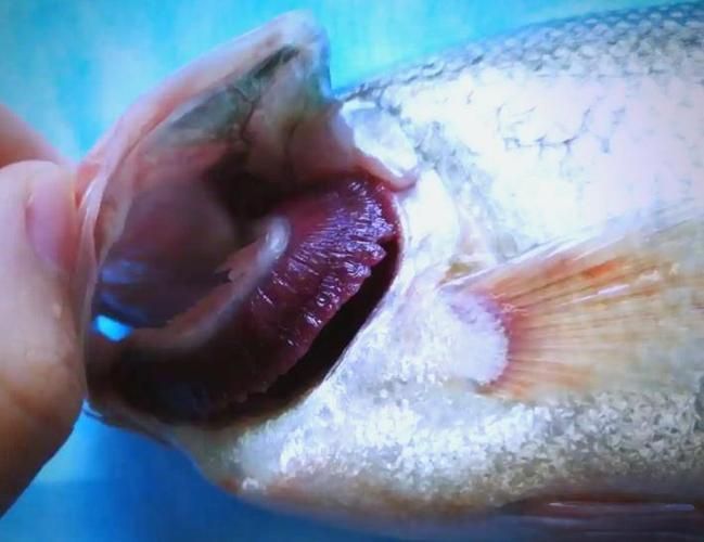 如何判斷神仙魚(yú)是否缺氧，如何判斷神仙魚(yú)缺氧
