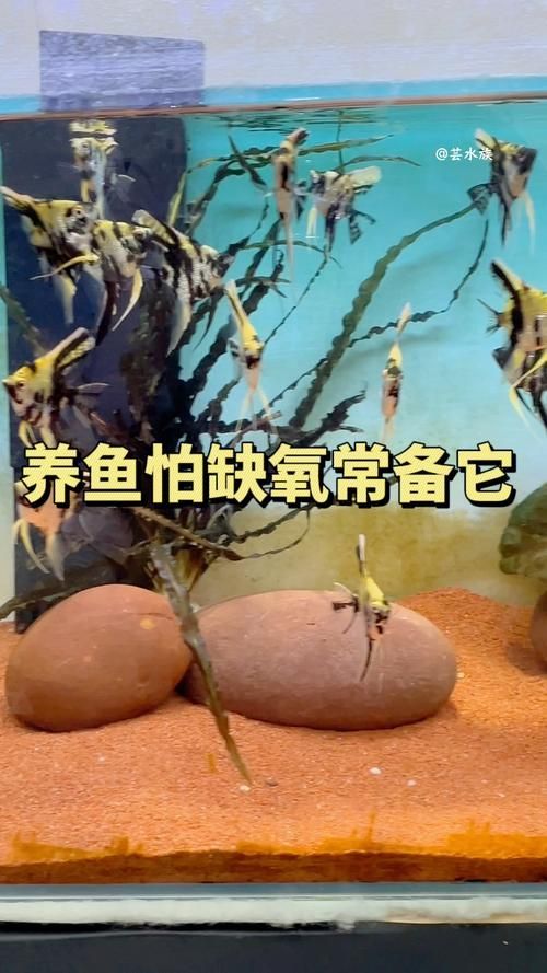 如何判斷神仙魚(yú)是否缺氧，如何判斷神仙魚(yú)缺氧