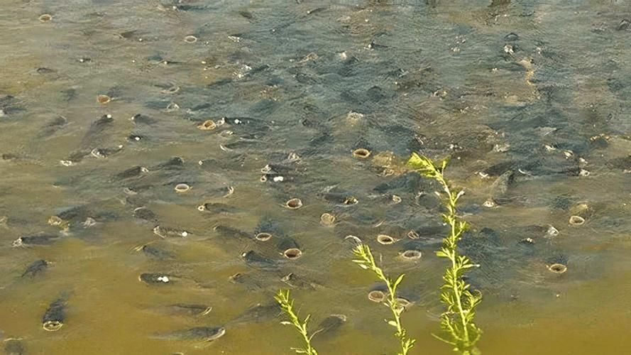 如何判斷神仙魚(yú)是否缺氧，如何判斷神仙魚(yú)缺氧