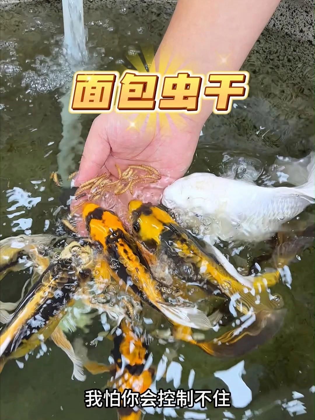 如何判斷龍魚是否適合吃面包蟲干？，如何判斷龍魚是否適合吃面包蟲干